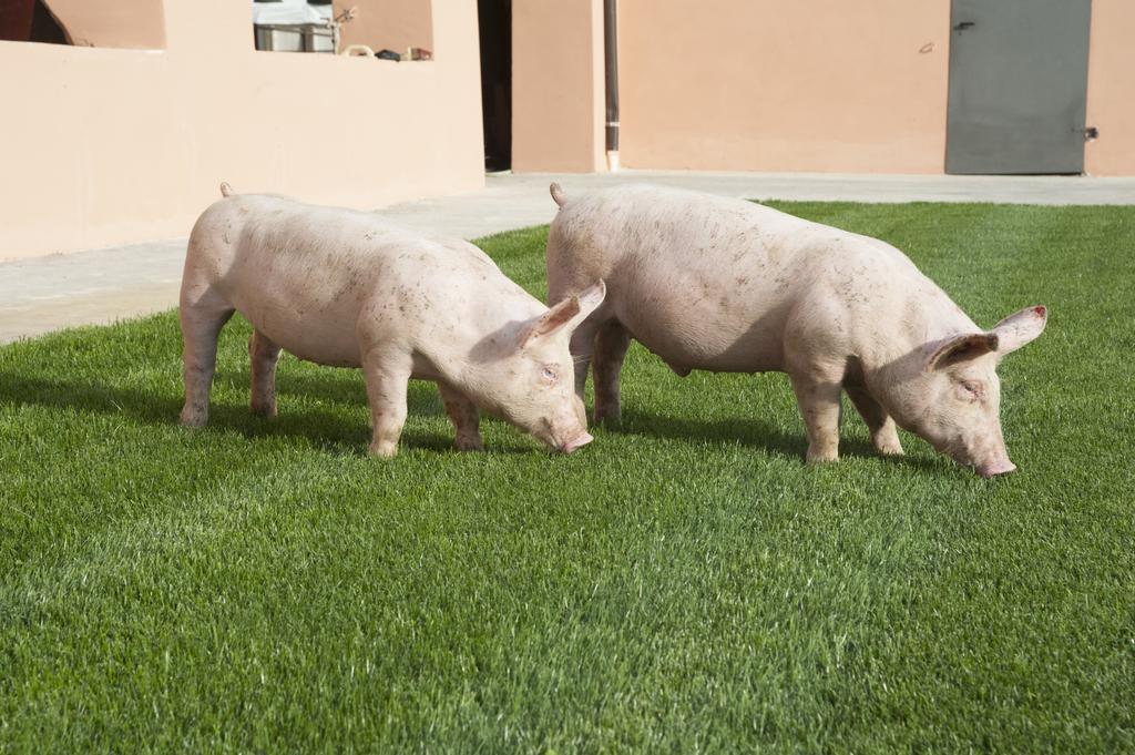 Agriturismo Corte Acconi Mantova Exteriér fotografie
